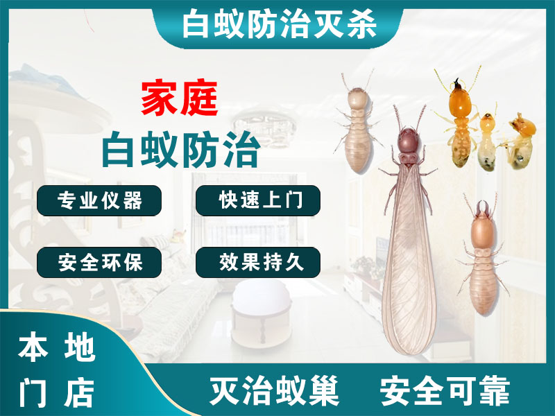 新沂家庭白蚁防治
