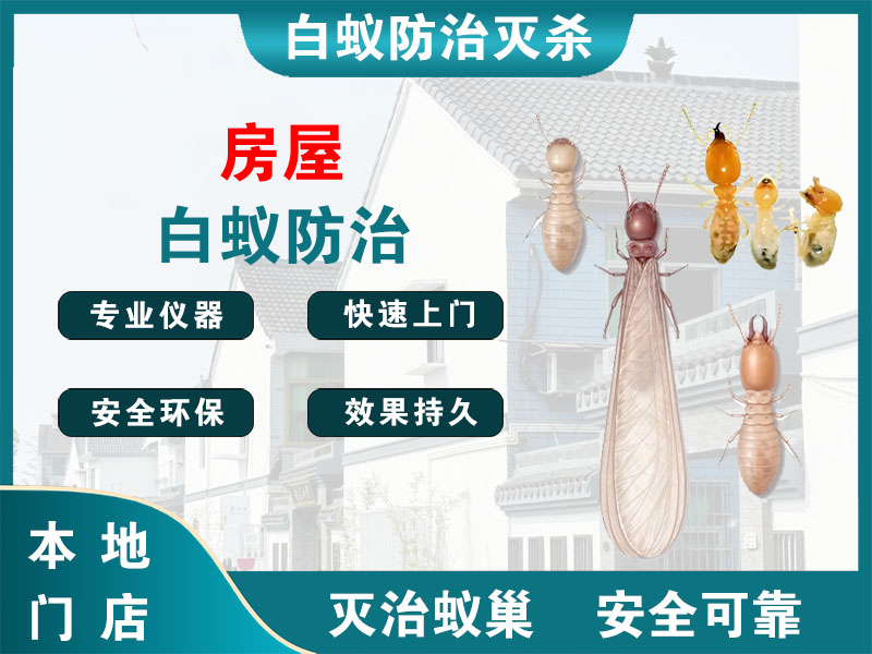 新沂房屋白蚁防治